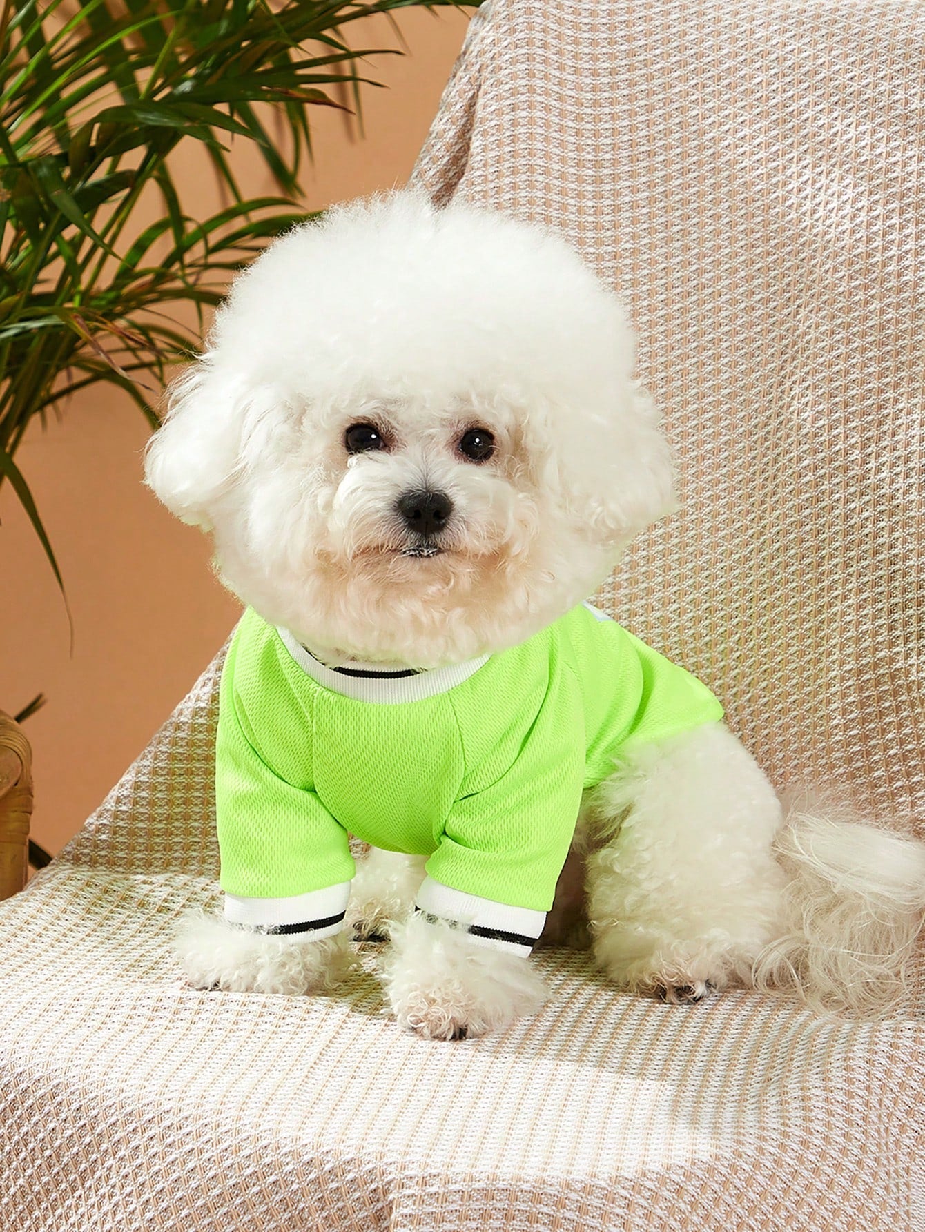 PETSIN 1Pc Slogan Graphic Pet Tee for Dog and Cat for Spring and Summer