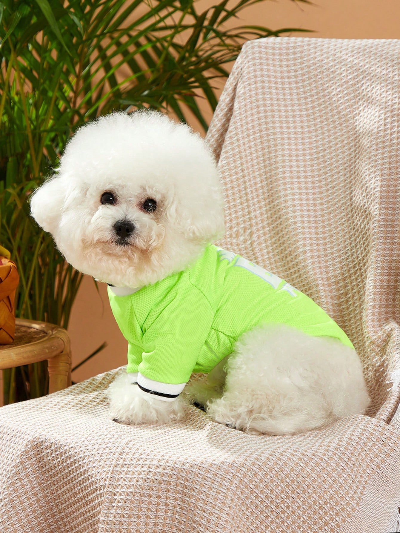 PETSIN 1Pc Slogan Graphic Pet Tee for Dog and Cat for Spring and Summer