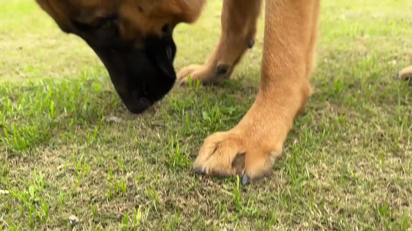 Arnés y Correa JOYTALE para Perros – Ajustable, Reflectante y Antitirones